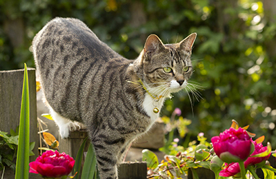 how to protect your pets from Lily Poisoning at Alder Vets
