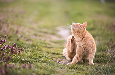 How eliminate fleas in cats