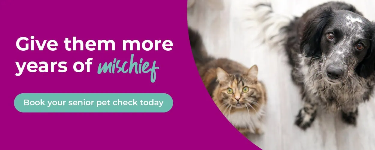 Alder Vets | Vets in Guildford, Surrey | Vets Near Me