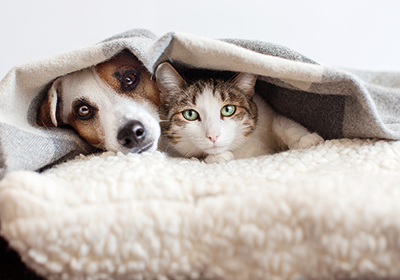 New Years Resolutions for Pet Owners - cat and dog under blanket