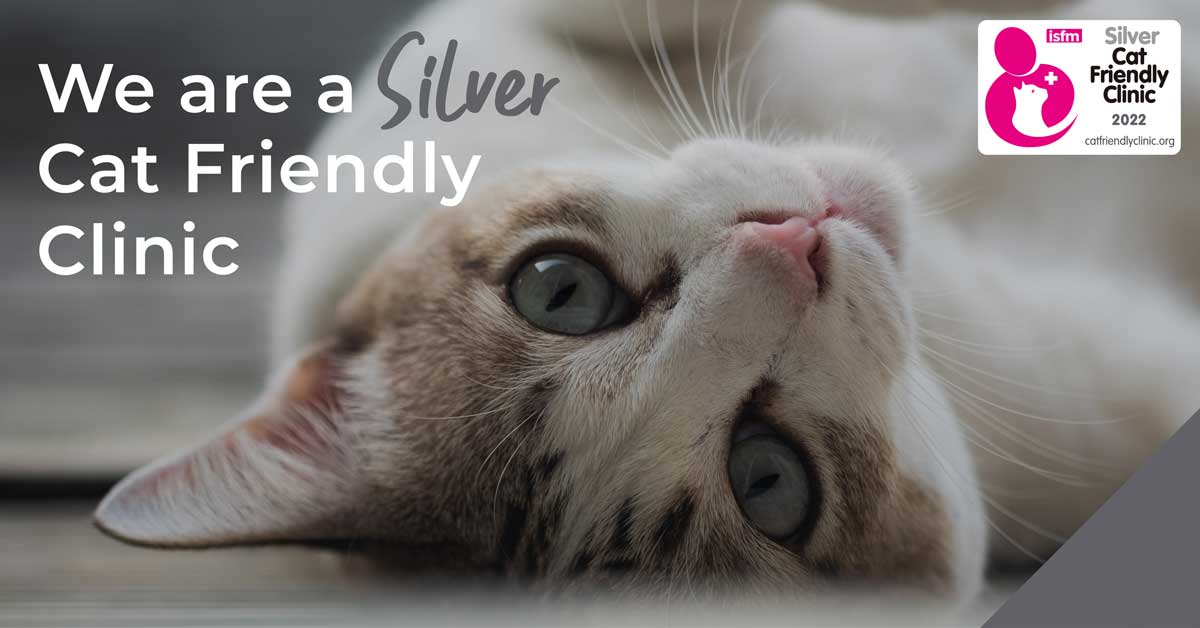Silver Cat Friendly Accredited
