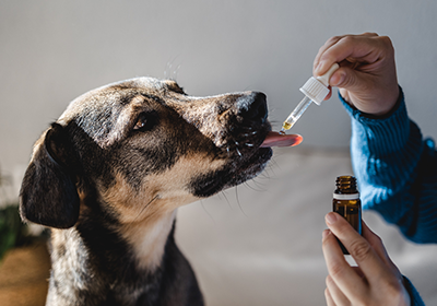 Top Tips for pet medication
