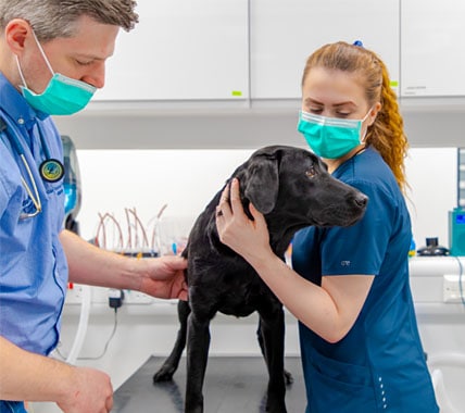 A dog has a check-up with an Alder vet and nurse