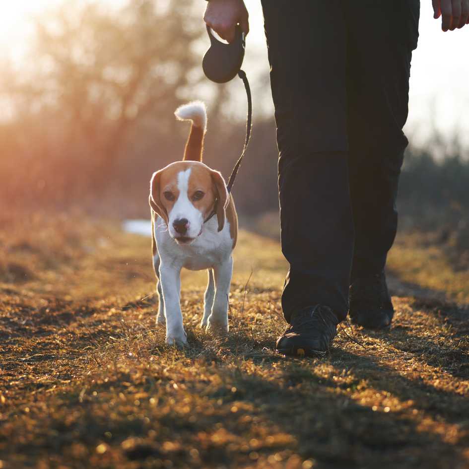 you can be reunited with your dog if they're microchipped. Book an appointment today