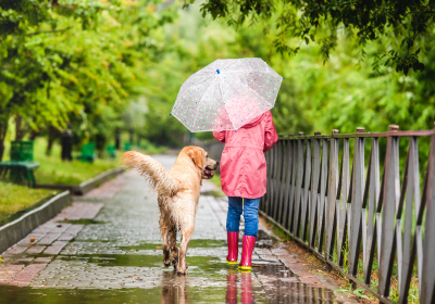 Everything You Need To Know About Walking Your Dog In The Rain