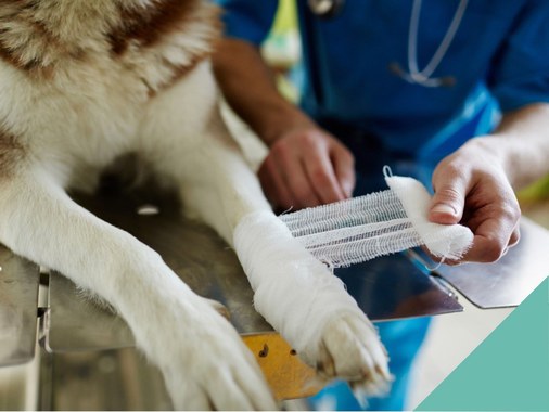 Basic first aid for pets