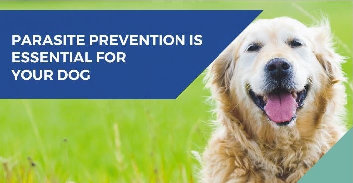 Tick, flea, and worm prevention for dogs
