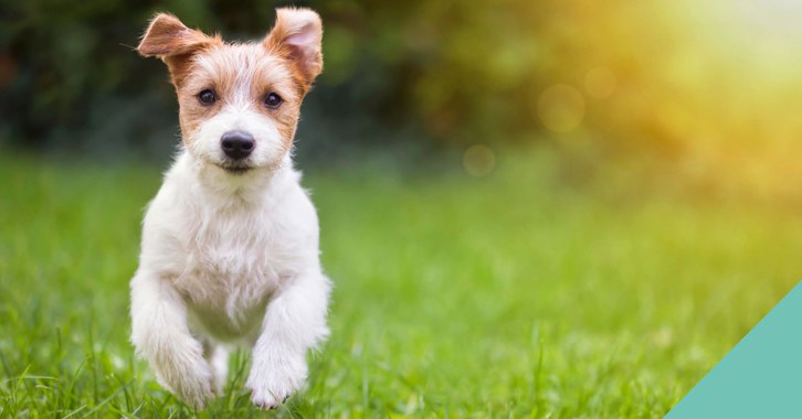Seven interesting dog facts for you to ponder