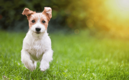 Protect your pet against kennel cough