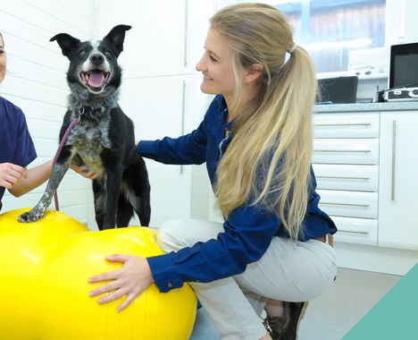 Physiotherapy for senior pets