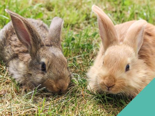 Looking after your pet rabbit in the current environment