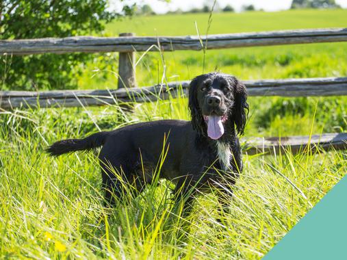 Alder Vets guide on how to tackle ticks – during the warmer months