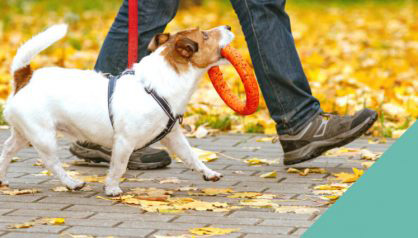 Walking your dog safely in autumn and winter