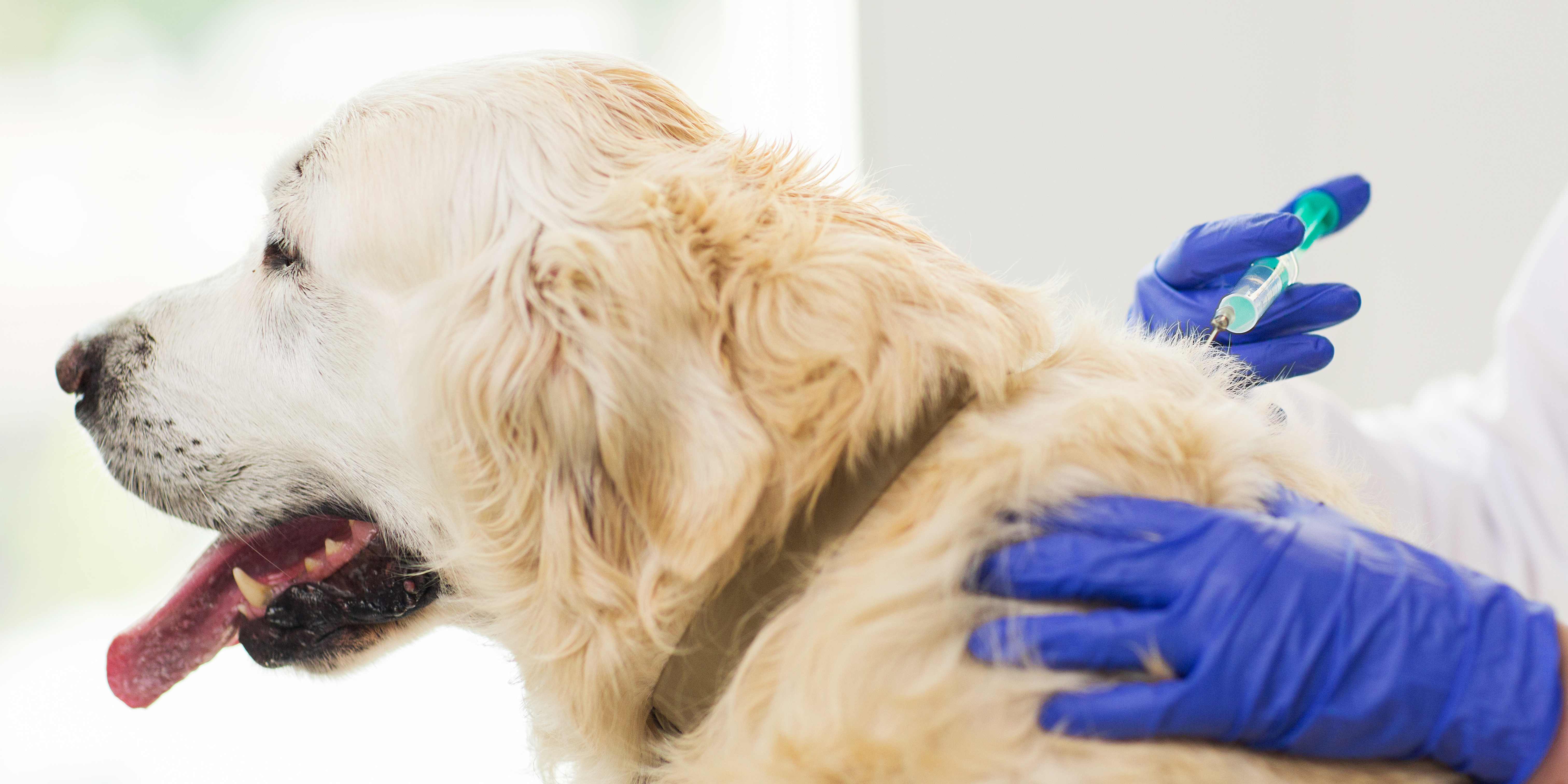 get your dog vaccinated in surrey with Alder Vets
