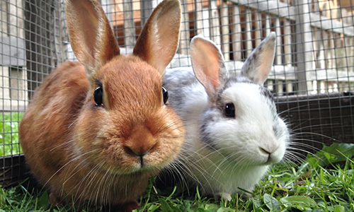 pet care thumb rabbits