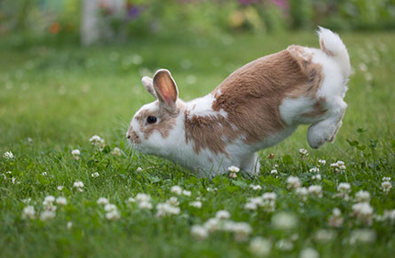 Microchipping Your Rabbit
