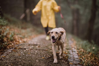 Older dogs and cats - An image of a mature dog out for a healthy walk
