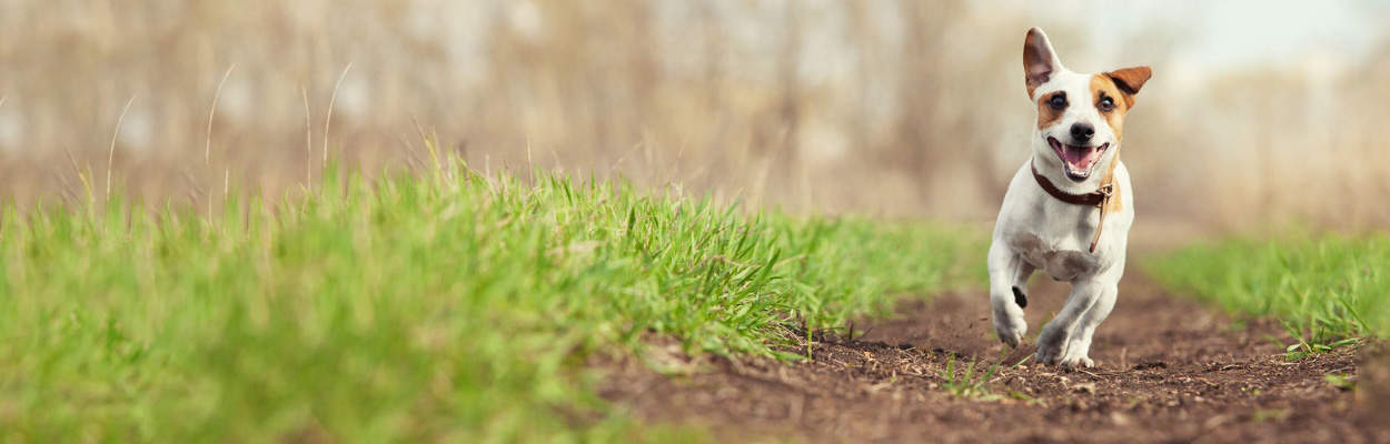 Grass seeds and freshly cut grass hazards | Alder Vets
