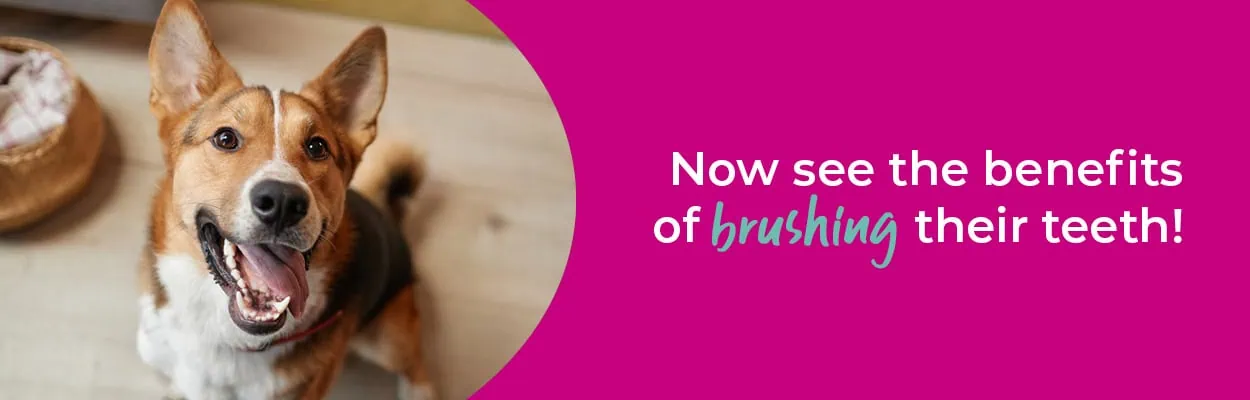Pet Dental Care in Guildford: Essential Tips & Tricks