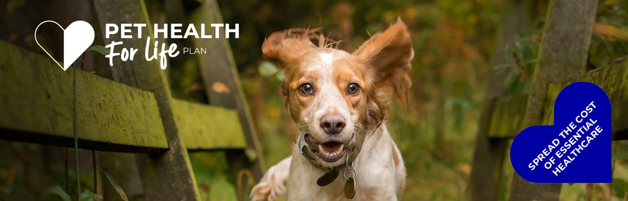 Dog Pet Health for Life Plan | Alder Vets