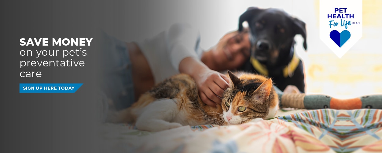 Alder Vets | Vets in Guildford, Surrey | Vets Near Me