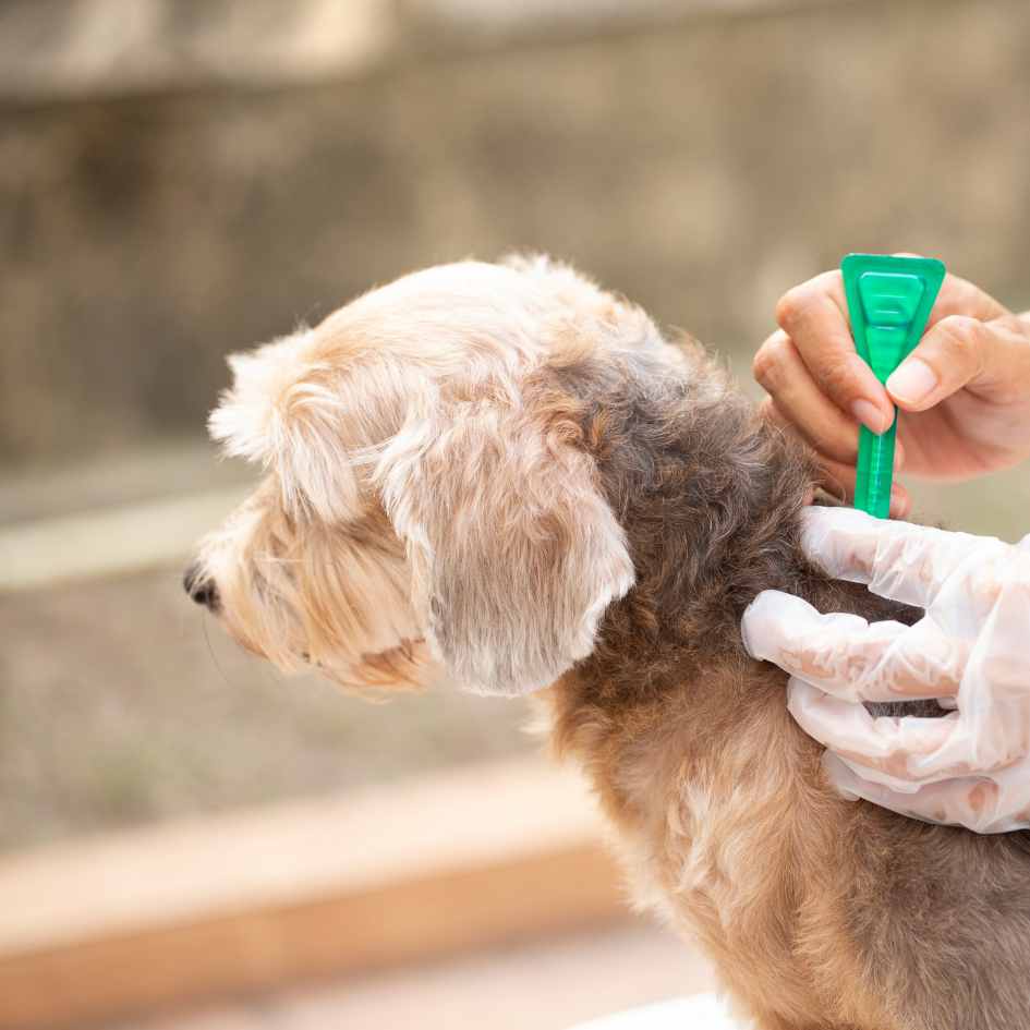 flea treatments for puppies at Alder Vets